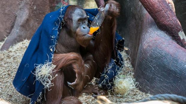 Gempa, foto: Václav Šilha, Zoo Praha