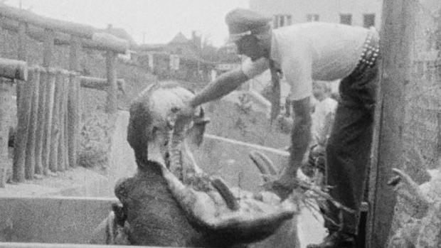 Picture: Colonel Zelinka perfectly captured the look and functioning of Prague Zoo in the 1930s. Petr, the hippo, is depicted here with the keeper in the original house of pachyderms, which used to be at the place of today’s lemur exhibit. The headquarters of the zoo are in the background. Source: the collections of the Austrian Film Museum