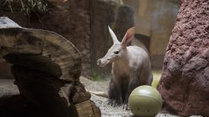 Hrabáči dostávají oblíbené moučné červy pro zpestření občas do tohoto míče. Na snímku oslavenec Draco. Foto: Václav Šilha, Zoo Praha