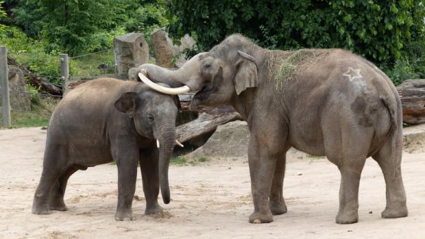 Sloní samci Max a Ankhor. Foto: Václav Šilha, Zoo Praha