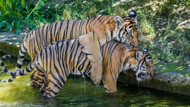 Foto: Petr Hamerník, Zoo Praha