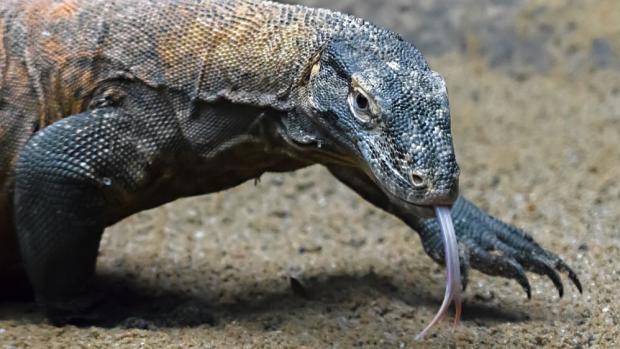 Varan komodský. Foto: Petr Hamerník, Zoo Praha