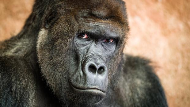 Richard je vůdcem samčí skupiny goril nížinných, která obývá pavilon Centrum Méfou v dolní části pražské zoo. Jeho uhrančivý pohled zanechal v posledních dvou dekádách dojem v mnoha tisících návštěvníků všech generací. Foto Petr Hamerník, Zoo Praha