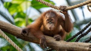 Kawi, sameček orangutana sumaterského v Zoo Praha, slaví 17. listopadu své druhé narozeniny. Foto Oliver Le Que, Zoo Praha