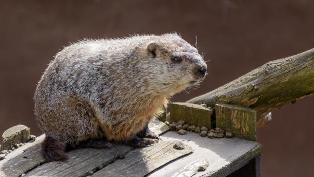 Samec sviště lesního v Zoo Praha se letos probudil ze zimního spánku až po téměř pěti měsících. Traduje se, že tak ohlásil příchod pravého jara. Autor: Petr Hamerník, Zoo Praha