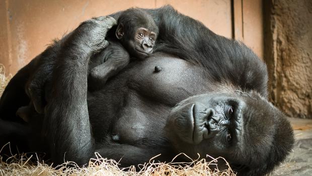 Ajabu znamená zázrak a tím mládě pro svou matku (a nejenom pro ni) vskutku je. Foto: Petr Hamerník, Zoo Praha