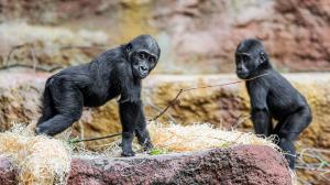 Mobi a Gaia, foto: Petr Hamerník, Zoo Praha