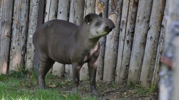 Ve výběhu v dolní části Zoo Praha se od čtvrtka zabydluje nová, geneticky cenná samice tapíra jihoamerického – Taluen. Oba rodiče její matky pocházejí z přírody. Foto: Václav Šilha, Zoo Praha.