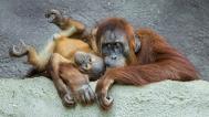 Orangutani sumaterští Diri a Harapan v pavilonu Indonéská džungle. Foto: Petr Hamerník, Zoo Praha