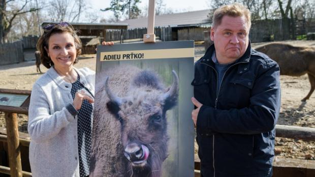 Prťka odjíždí na Kavkaz! S mladou zubřicí se v neděli 17. března přišli k výběhu rozloučit její kmotři a hvězdy filmu Sněženky a machři Veronika Freimanová a Václav Kopta. Foto: Petr Hamerník, Zoo Praha.