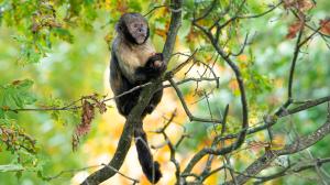Malpa zlatobřichá. Foto: Petr Hamerník, Zoo Praha
