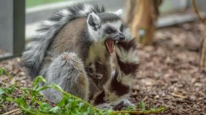 Sedmiletá samice lemura kata Móni s mládětem několik hodin po porodu. Foto: Petr Hamerník, Zoo Praha