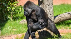 Samice gorily nížinné Duni ve venkovním výběhu Rezervace Dja se svou dcerou Mobi, které budou zítra přesně čtyři měsíce. Foto Oliver Le Que, Zoo Praha