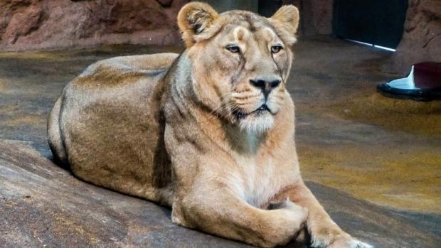 Spolu s Parysem přijely do Prahy samice Kalindi s dcerou. Foto: Konstantin Ruske, Zoo Magdeburg