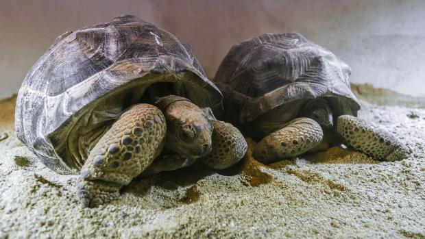 Červený a Modrý - želvy obrovské, foto: Petr Hamerník, Zoo Praha