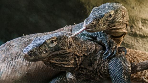 Oslavte s námi 3. narozeniny varanů komodských. Foto: Petr Hamerník, Zoo Praha