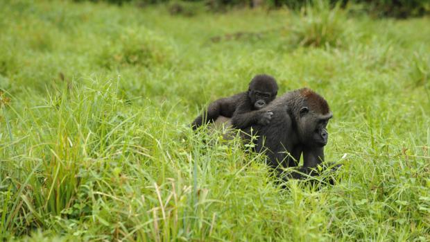 Za posledních dvacet až pětadvacet let se stavy goril nížinných snížily o 60 procent a na Červeném seznamu IUCN jsou vedeny jako kriticky ohrožené. Foto: Khalil Baalbaki