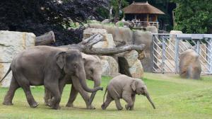 Elephant Valley, photo (c) Tomáš Adamec, Prague Zoo