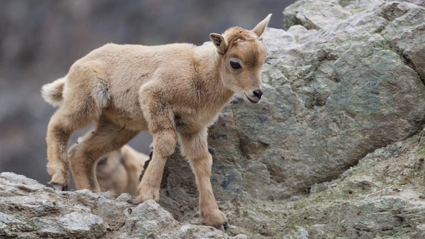 Mláďata paovcí jsou neuvěřitelně obratná. Foto: Tomáš Adamec, Zoo Praha