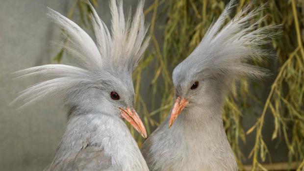 Zoo Praha začíná chovat zcela nový ptačí druh – kagu chocholatého. Dva samce se podařilo získat z německého Weltvogelparku Walsrode. Foto: Petr Hamerník, Zoo Praha.