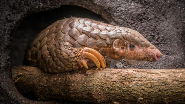 As of this afternoon, visitors to Prague Zoo can admire a pair of Chinese pangolins. Pictured here is the male Guo Bao. Photo Petr Hamerník, Prague Zoo