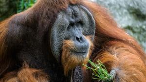 Foto: Petr Hamerník, Zoo Praha