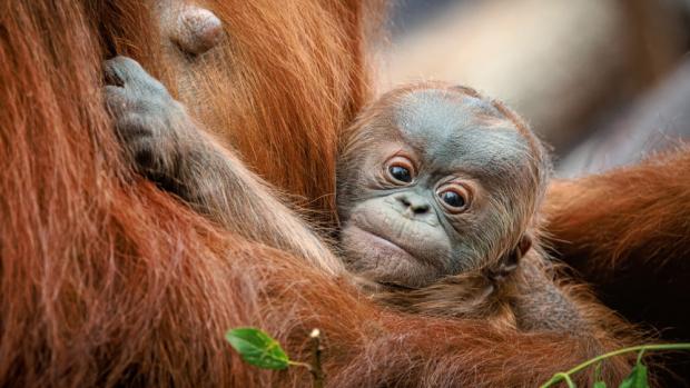 Sameček narozený 2. května v Zoo Praha je vnukem slavného Kámy, který byl prvním orangutanem narozeným nejen v Praze, ale v celé historii českých zoologických zahrad. Foto: Miroslav Bobek, Zoo Praha