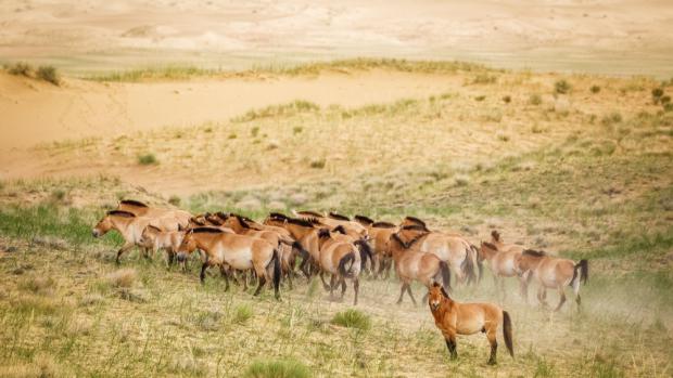 Khomiin Tal, 2019-06-30 ● Miroslav Bobek ● Canon EOS 5D Mark III, Canon EF 100–400 mm + extender1.4x, ISO 1250, f/9, 1/1250 s