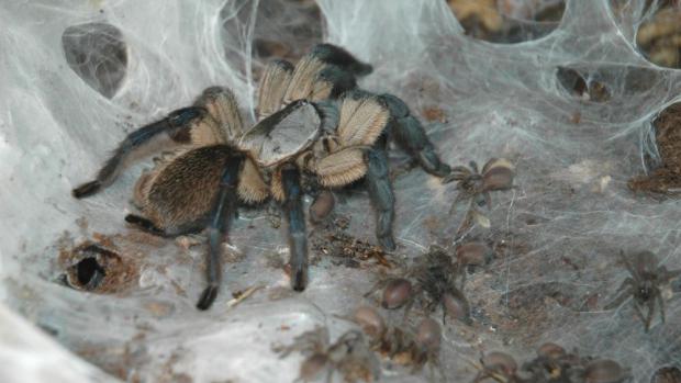 Monocentropus balfouri s mláďaty, foto: David Šťastný