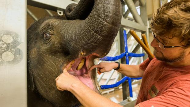 Vrchní chovatel Martin Kristen při kontrole tlamy sloní samičky Lakuny. Foto Petr Hamerník, Zoo Praha