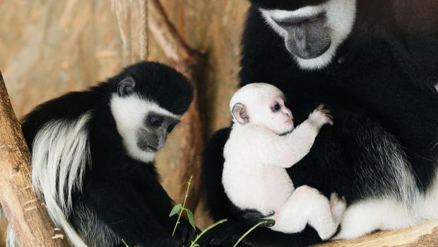 Gueréza Lucie má mládě. Foto: Tomáš Adamec, Zoo Praha