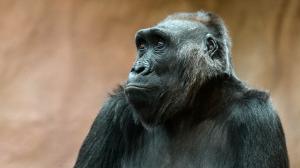 Foto: Petr Hamerník, Zoo Praha