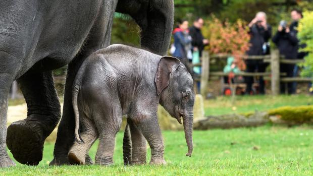 Naše nejmladší slůně již obdivují návštěvníci ve venkovním výběhu. Foto: Petr Hamerník Zoo Praha