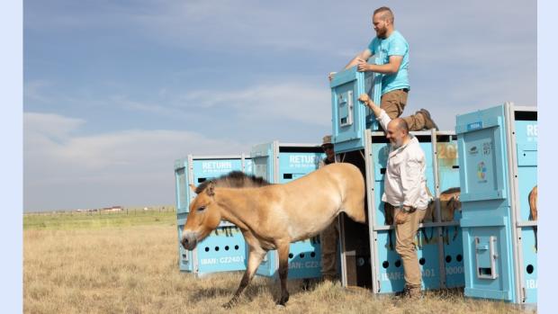The mare Wespe being released from the transport box into the acclimatisation pen. Photo by Václav Šilha, Prague Zoo