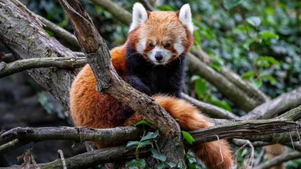 Samec Pat se v Zoo Praha stal otcem čtyř mláďat: samečků Akima a Flina a také dvojčat, která přišla na svět letos. Foto: Oliver Le Que, Zoo Praha