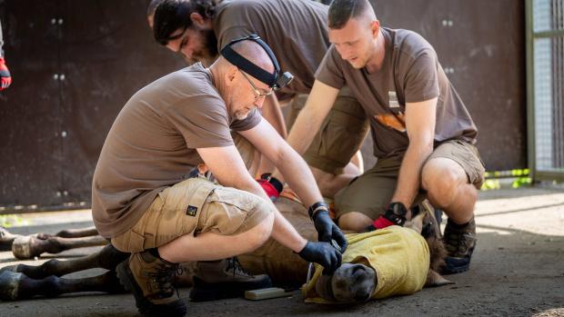 Veterinář Roman Vodička uspává koně před naložením do transportní bedny. Foto: Oliver Le Que, Zoo Praha