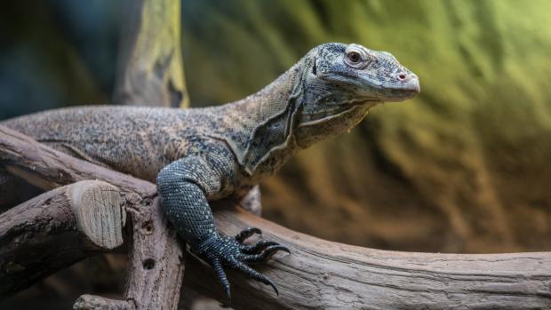 Foto: Václav Šilha, Zoo Praha