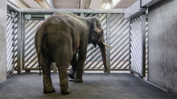 Ve vnitřních stájích pavilonu bude Ankhor trávit následující dny, poté se bude seznamovat s venkovními prostory Údolí slonů. Foto: Petr Hamerník, Zoo Praha