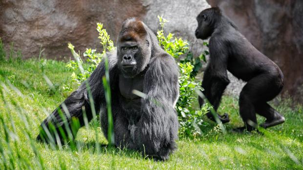 Richard (a v pozadí Kiburi) ve výběhu starého pavilonu na snímku z pátku 10. června dopoledne. Foto: Miroslav Bobek, Zoo Praha