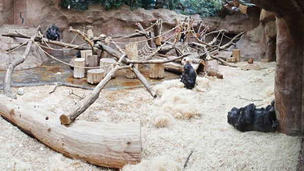 Gorilla pavilion