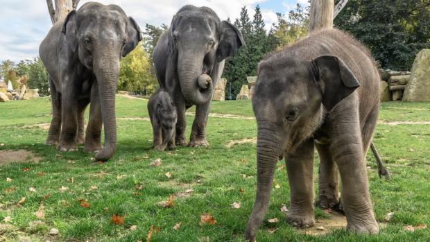 Two elephant males were born in Prague Zoo during 2016. The first one called Max was born on April 5th (on the right) and half a year later, Rudolf was born on October 7th. Photo: Petr Hamerník, Prague Zoo