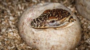 Líhnutí varana komodského. Foto: Petr Velenský, Zoo Praha