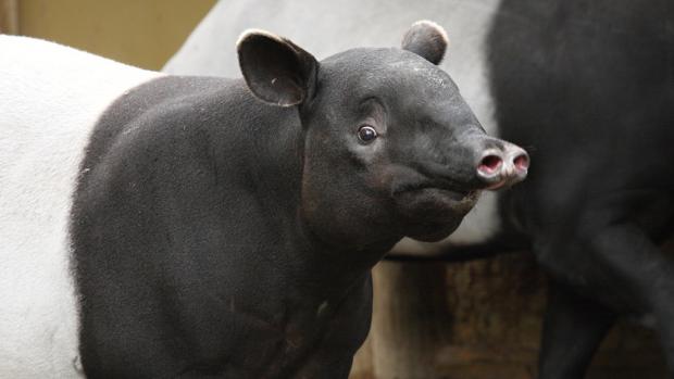 Malayan tapir at Prague Zoo, Photo: Archive Zoo Praha