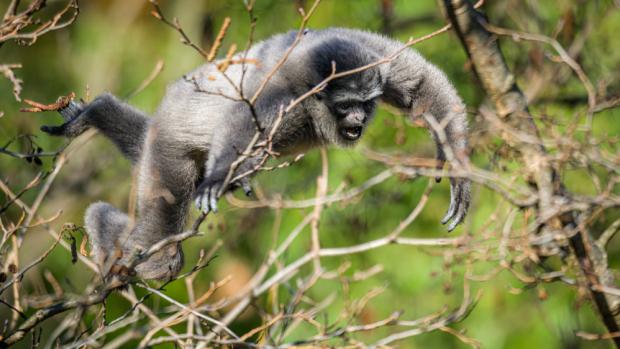 Gibon stříbrný, foto: Petr Hamerník, Zoo Praha
