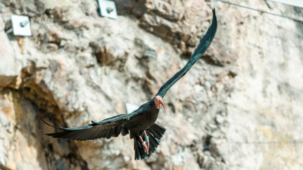 Ibis skalní, foto: Petr Hamerník, Zoo Praha