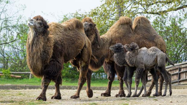 Velbloudi dvouhrbí domácí ve výběhu na Pláních se dvěma letošními mláďaty. Foto: Petr Hamerník, Zoo Praha