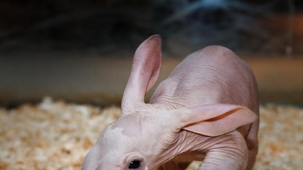 Mládě hrabáče kapského se svou matkou Kvídou krátce po narození. Otcem mláděte je samec Draco. Foto: Miroslav Bobek, Zoo Praha