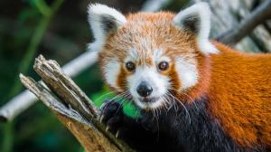 Od minulého týdne je v Zoo Praha k vidění nový samec pandy červené Jerry. Jedním z jeho poznávacích znaků jsou výrazné bílé chlupy na spodní straně uší. Foto Petr Hamerník, Zoo Praha