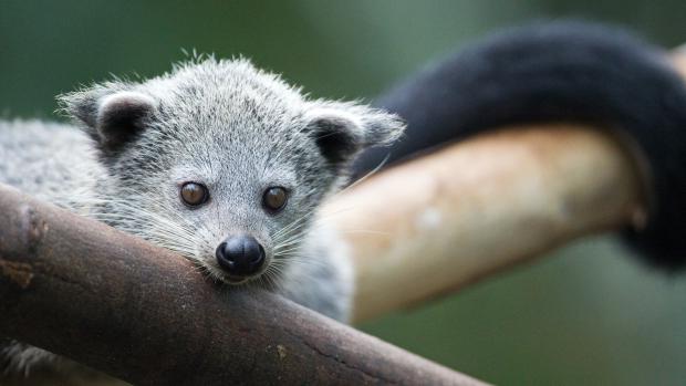 Binturong, foto: Tomáš Adamec, Zoo Praha