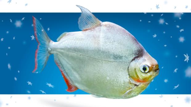 Tetra rostlinožravá, kampaň Adoptuj mě!